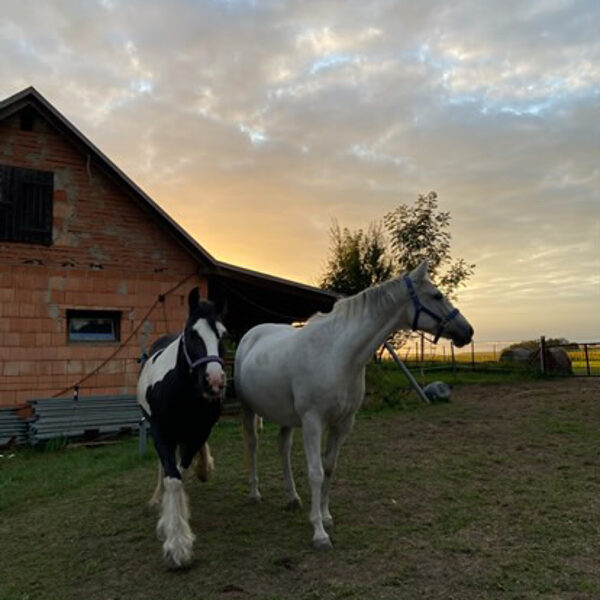 Fay a Lilly